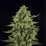 Skywalker